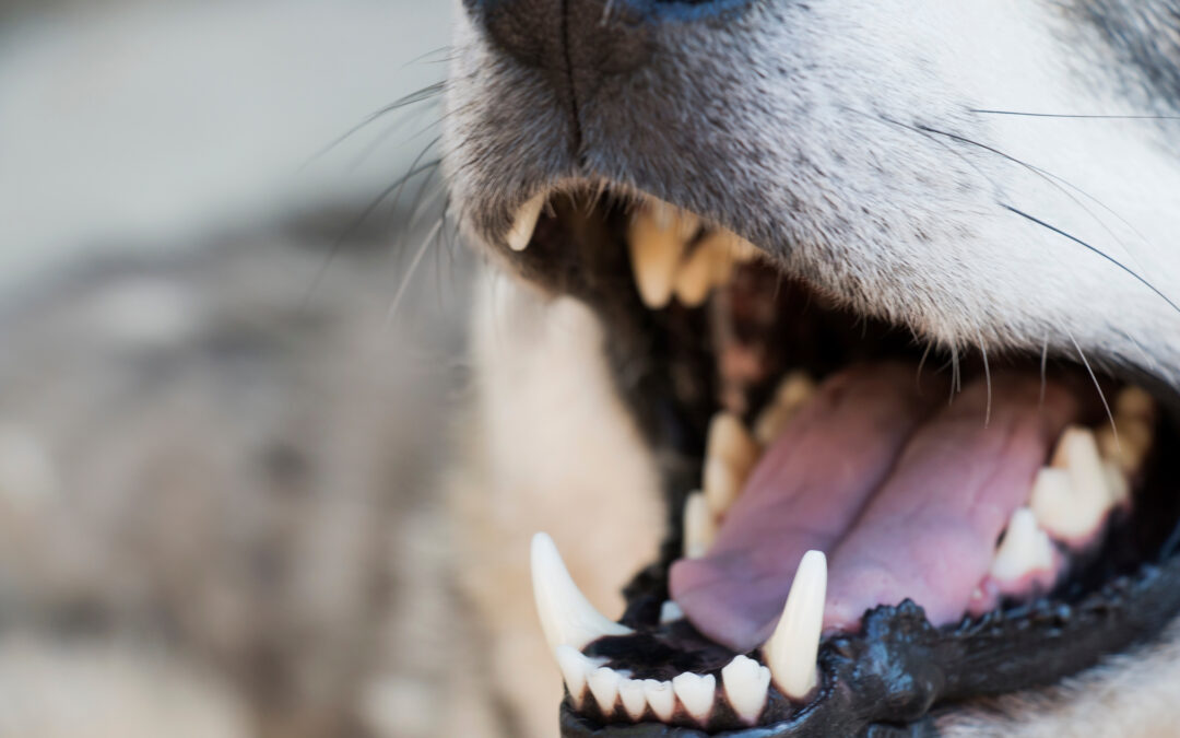 What Should You Do After an Animal Bite in Allen, TX?