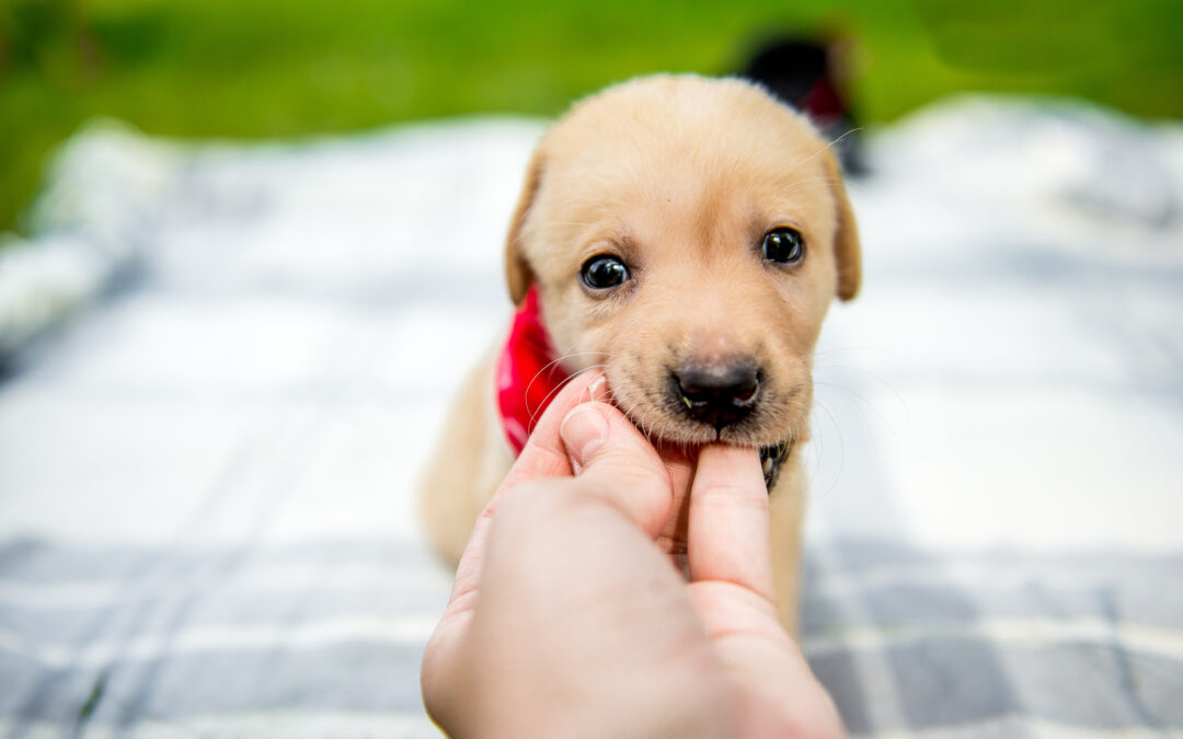 What Should You Do After an Animal Bite?